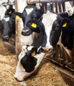 Animal Feed Additives Market Research Report